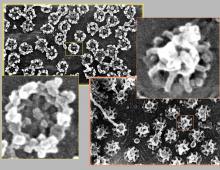 Ядерные поры у высших эукариот: строение и свойства